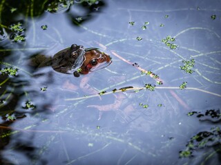 Frogs mating in a pond
