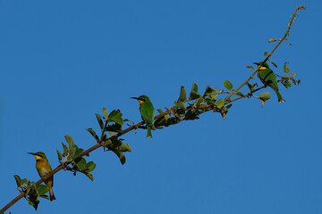 Group of Little Bee-eater (Merops pusillus) perched on a branch in South Luangwa National Park, Zambia