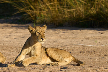 Lion (Panthera leo) resting on the ground in South Luangwa National Park, Zambia. 