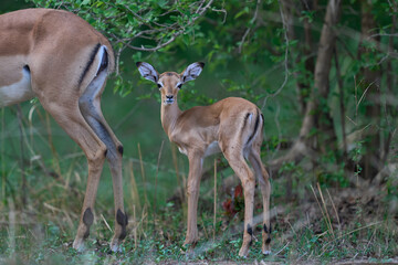 Young Impala (Aepyceros melampus) at the start of the emerald season in South Luangwa National Park, Zambia