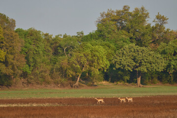 Young Impala (Aepyceros melampus) at the start of the emerald season in South Luangwa National...