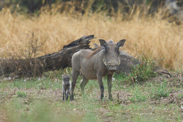 Warthog (Phacochoerus aethiopicus) with young in South Luangwa National Park, Zambia