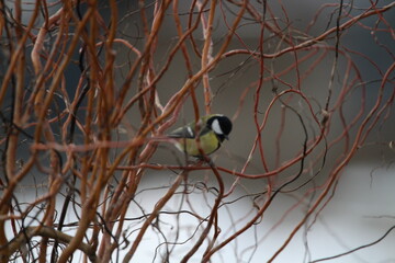 great tit (Parus major) sitting in the branches of a tree. The great tit (Parus major) is a passerine bird in the tit family Paridae.
