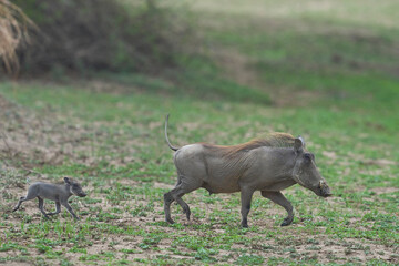 Warthog (Phacochoerus aethiopicus) with young in South Luangwa National Park, Zambia
