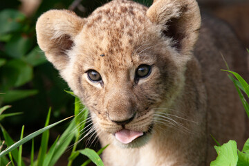 lion