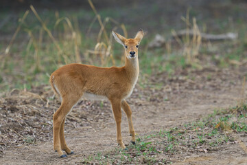 Young Puku (Kobus vardoni) in South Luangwa National Park, Zambia