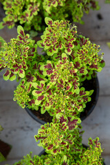 Yellow Miana, a plant species native to Indonesia, is scientifically classified as Coleus scutellarioides.