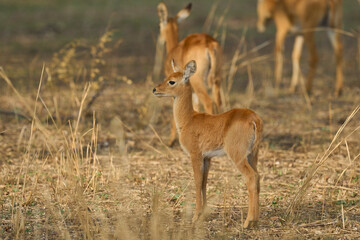 Young Puku (Kobus vardoni) in South Luangwa National Park, Zambia