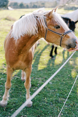 Obraz premium Brown horse with a white mane eats from a man hand over a rope fence. Cropped. Faceless