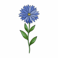 cornflower isolated on white