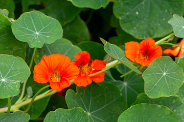 Orange Nasturtium flower Tropaeolum majus is edible and makes an attractive ground cover.