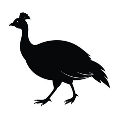 Guinea Fowl Sprinting with Wings Spread Silhouette on White Background