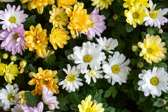 Colorful chrysanthemum flowers in a greenhouse