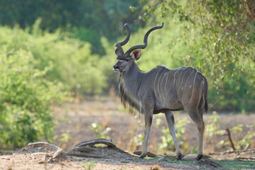 Male Greater Kudu (Tragelaphus strepsiceros) browsing for food in a wooded area of  South Luangwa National Park, Zambia