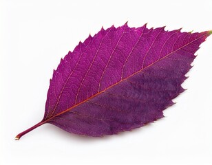purple fall leaf isolated on white
