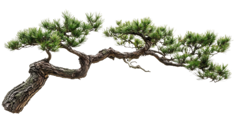 Pine tree branch, bonsai style isolated on transparent background