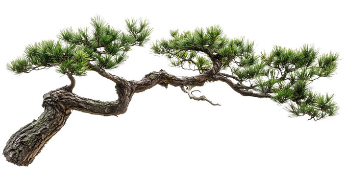 Pine tree branch, bonsai style isolated on transparent background