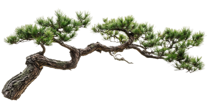Pine tree branch, bonsai style isolated on transparent background