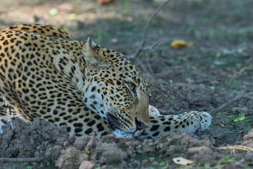 Leopard (Panthera pardus) resting on the ground in South Luangwa National Park, Zambia