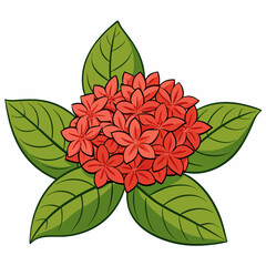 red rose isolated on white background