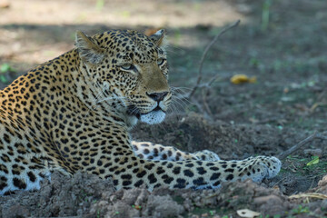Leopard (Panthera pardus) resting on the ground in South Luangwa National Park, Zambia