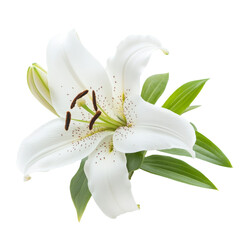 White Lily Flower Isolated on a Transparent Background