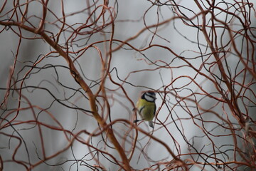 great tit (Parus major) sitting in the branches of a tree. The great tit (Parus major) is a passerine bird in the tit family Paridae.
