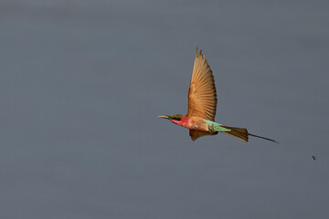 Southern Carmine Bee-eater (Merops nubicoides) in flight hunting insects over the Luangwa River in South Luangwa National Park, Zambia