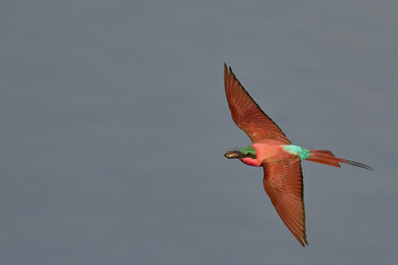 Southern Carmine Bee-eater (Merops nubicoides) in flight with insect in its beak in South Luangwa National Park, Zambia