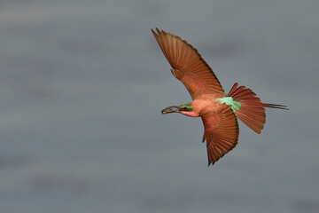Southern Carmine Bee-eater (Merops nubicoides) in flight with insect in its beak in South Luangwa...
