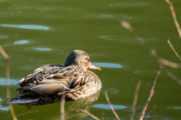 duck on the lake