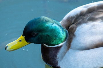 green head duck in the water