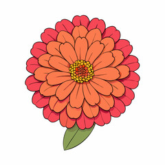 zinnia flower on white
