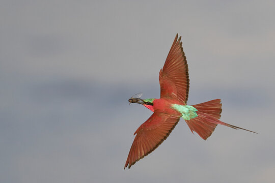 Southern Carmine Bee-eater (Merops nubicoides) in flight with insect in its beak in South Luangwa National Park, Zambia