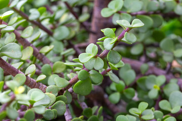Portulacaria afra jade plants stem