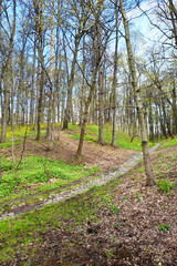 Obraz premium Springtime in park. First greenery of spring on sunny day