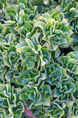 Ripple jade plant leaves - Latin name - Crassula arborescens subsp. undulatifolia