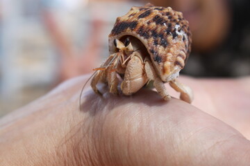 Hermit crab, taken from Gili Meno Island, Indonesia