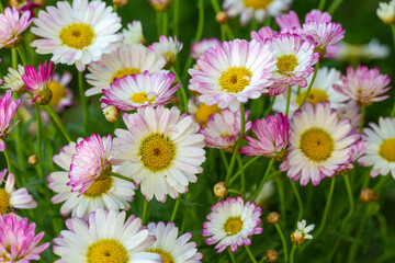 Argyranthemum is a genus belonging to the Asteraceae family.