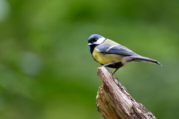 M&eacute;sange charbonni&egrave;re sur souche 