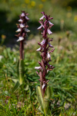 Floral Charm: Himantoglossum robertianum Orchid in a Natural Setting.