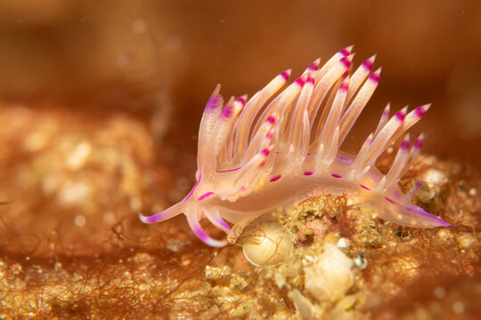 A beautiful sea slug in purple and white color. Nudibranch Flabellina in a tropical coral reef in the Philippines
