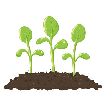green sprouts growing in soil clip art preview