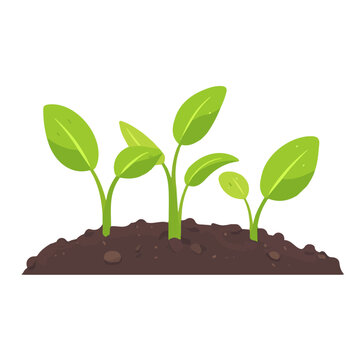green sprouts growing in soil clip art preview