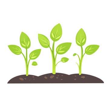 green sprouts growing in soil clip art preview