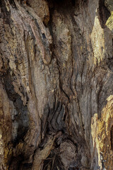 tronc d'un vieil arbre très structuré