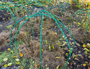 Trimmed rose bushes are prepared for winter shelter