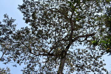 Foliage and trees in native forests, essential for a good balance of the environment or an appropriate nature