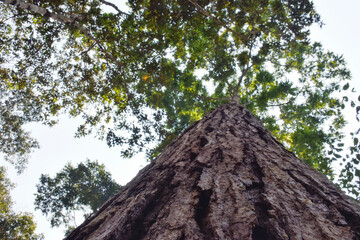Foliage and trees in native forests, essential for a good balance of the environment or an appropriate nature