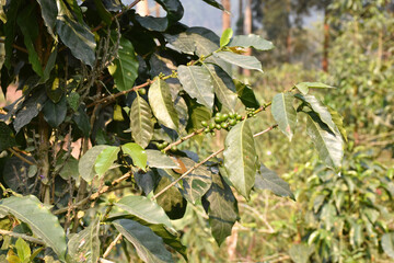 Foliage and trees in native forests, essential for a good balance of the environment or an appropriate nature
